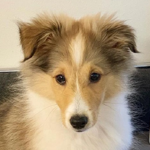 Fluffy Mini Sheltie Puppies